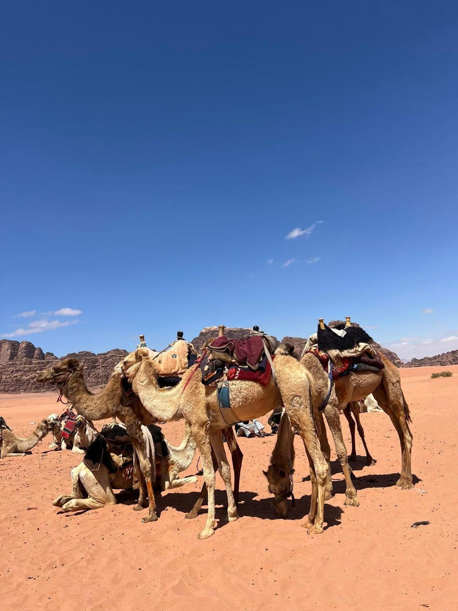 Landscape Rum Camp Hotell Wadi Rum Eksteriør bilde